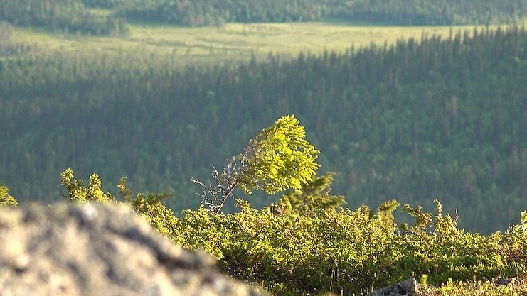 skriv en alt-text här